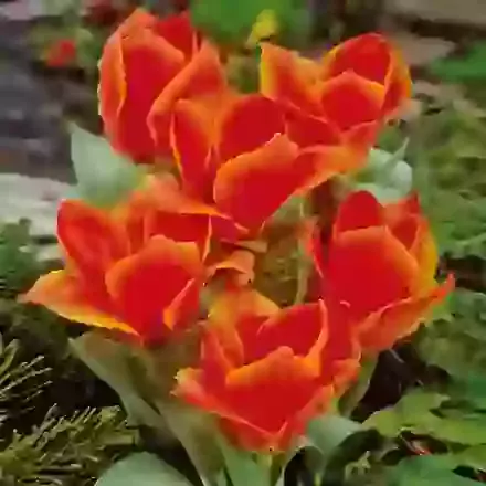 Calypso